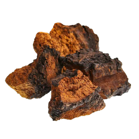 Mushroom Chaga
